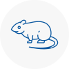 Rat Control Harlow